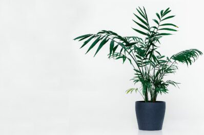 Kentia palm: care, location & propagation