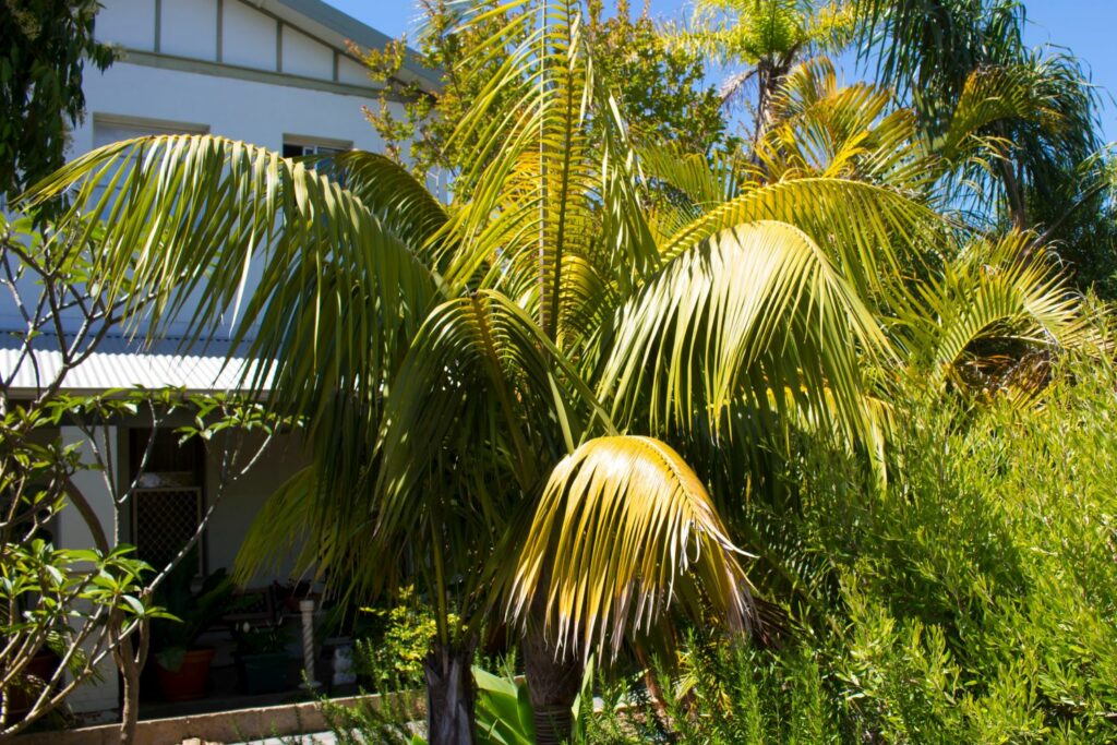 Large kentia palm in garden