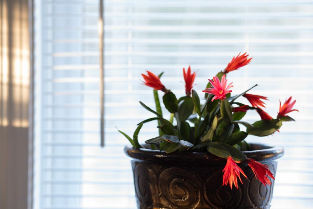 Blooming Easter cactus in pot
