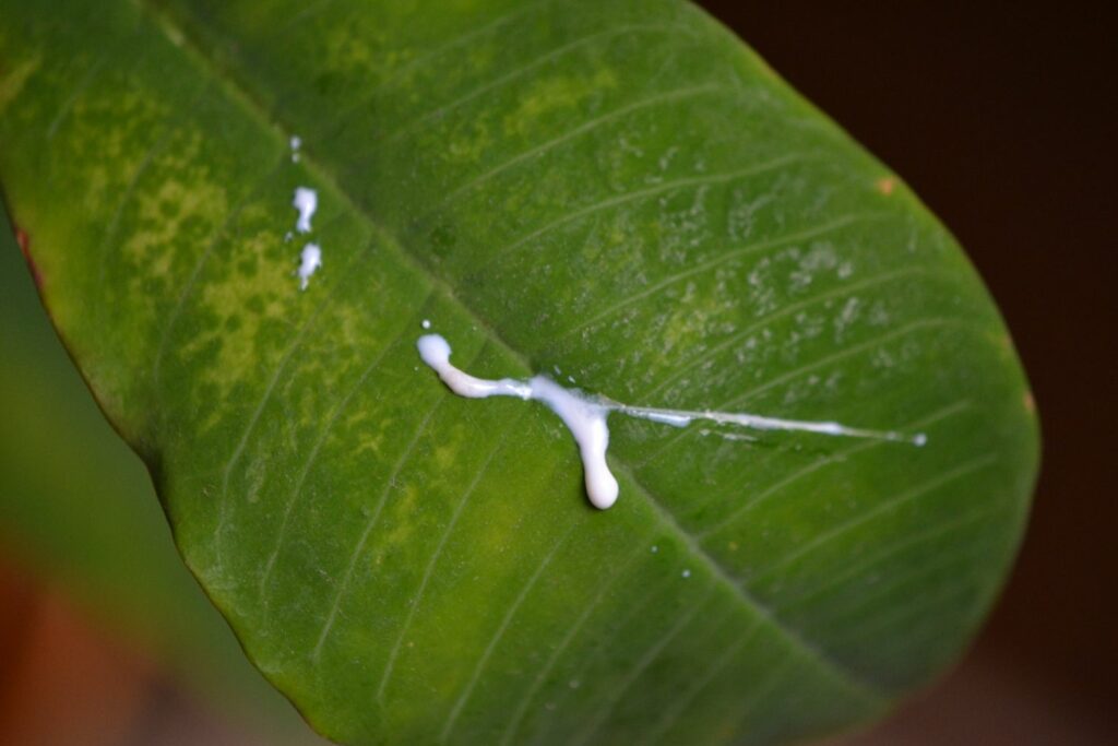Milky sap on Madagascar jewel leaf