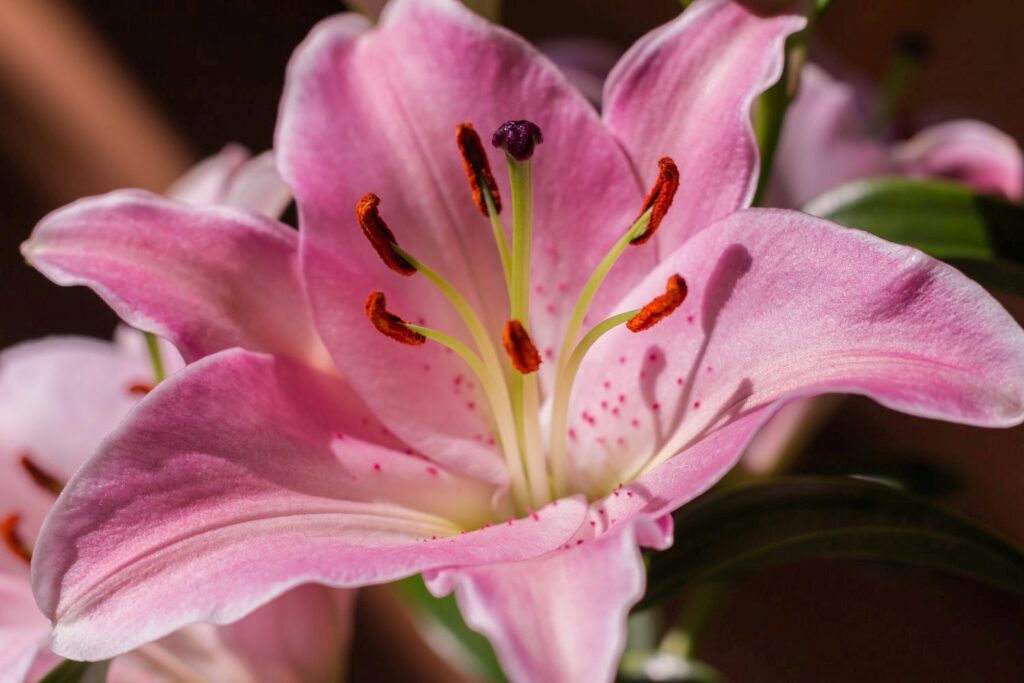 A pink Marco Polo lily