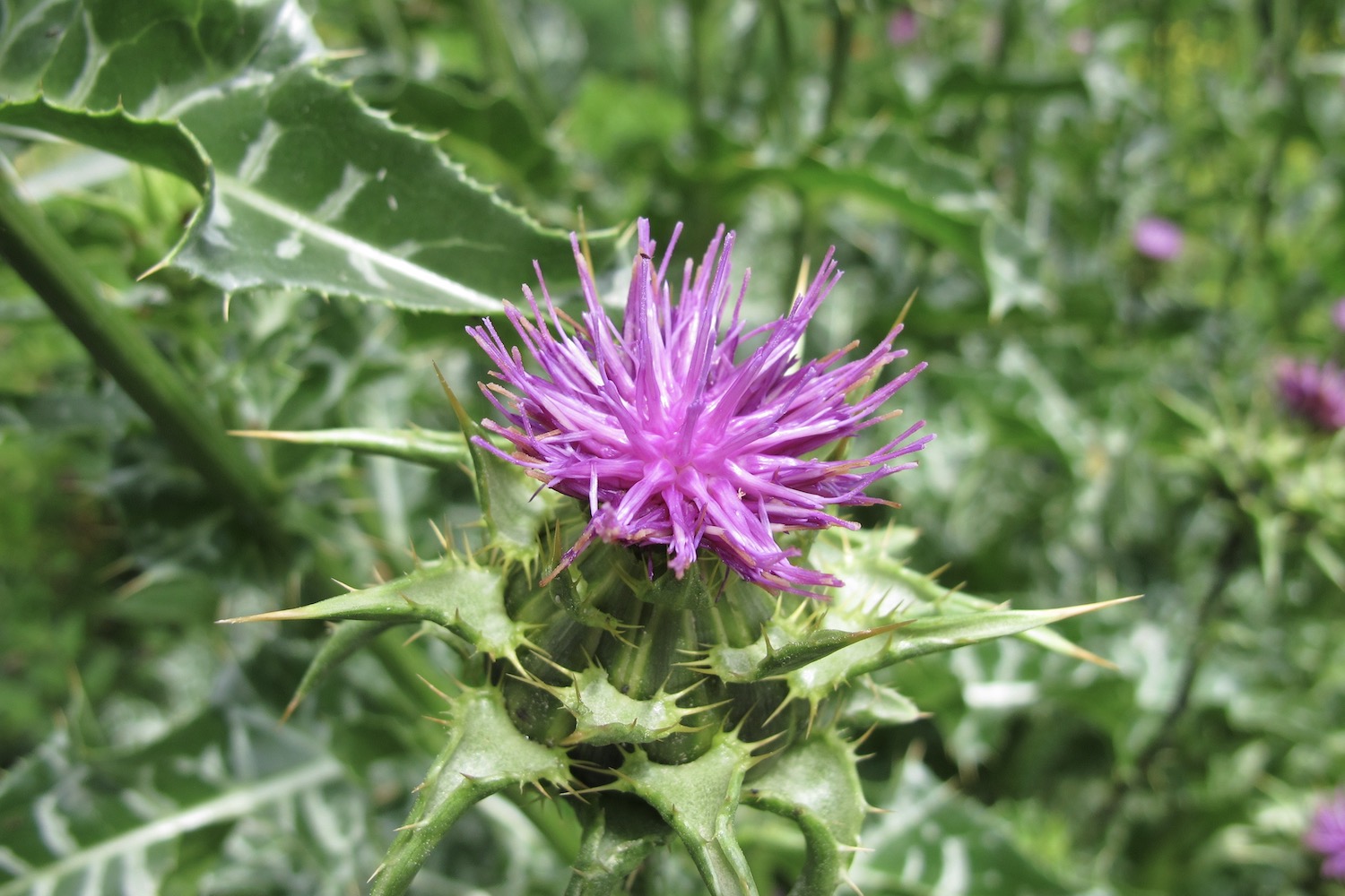 tall thistle plant