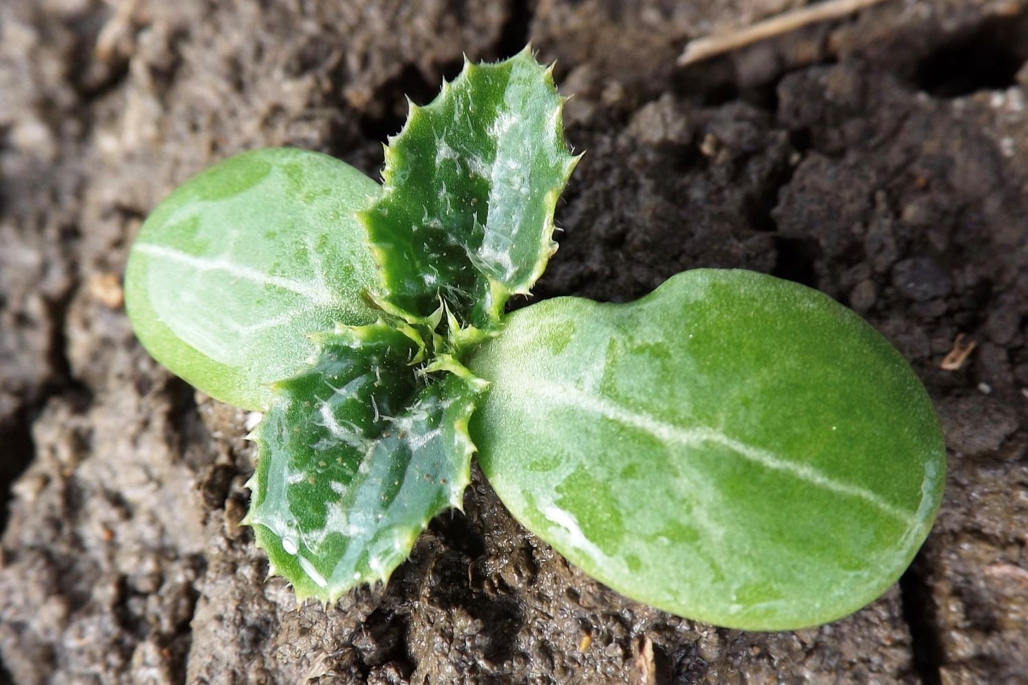 Milk thistle planting, effects & uses Plantura