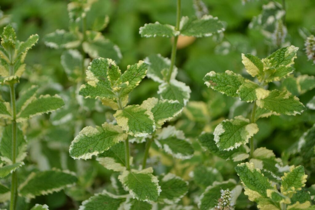 Leaves of the pineapple mint variety