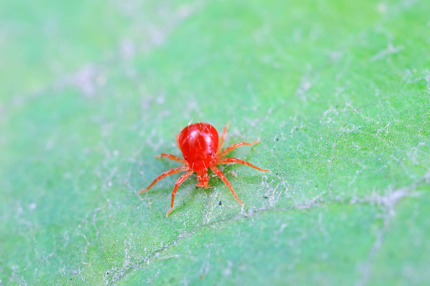 Mites Insectd Mites: identify & control the pest - Plantura