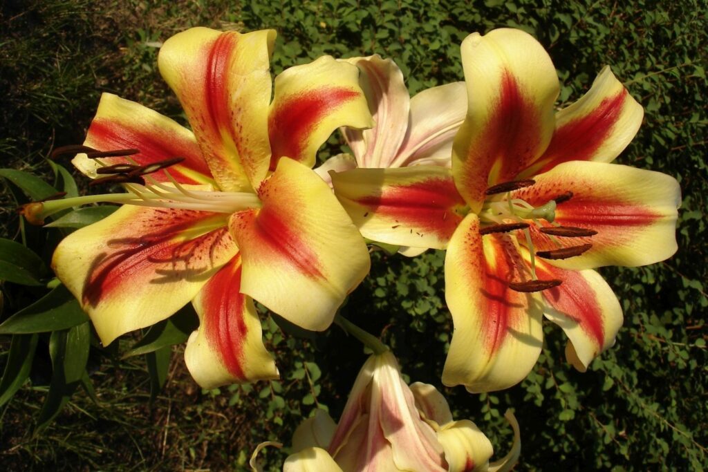 Yellow lilies with red stripes