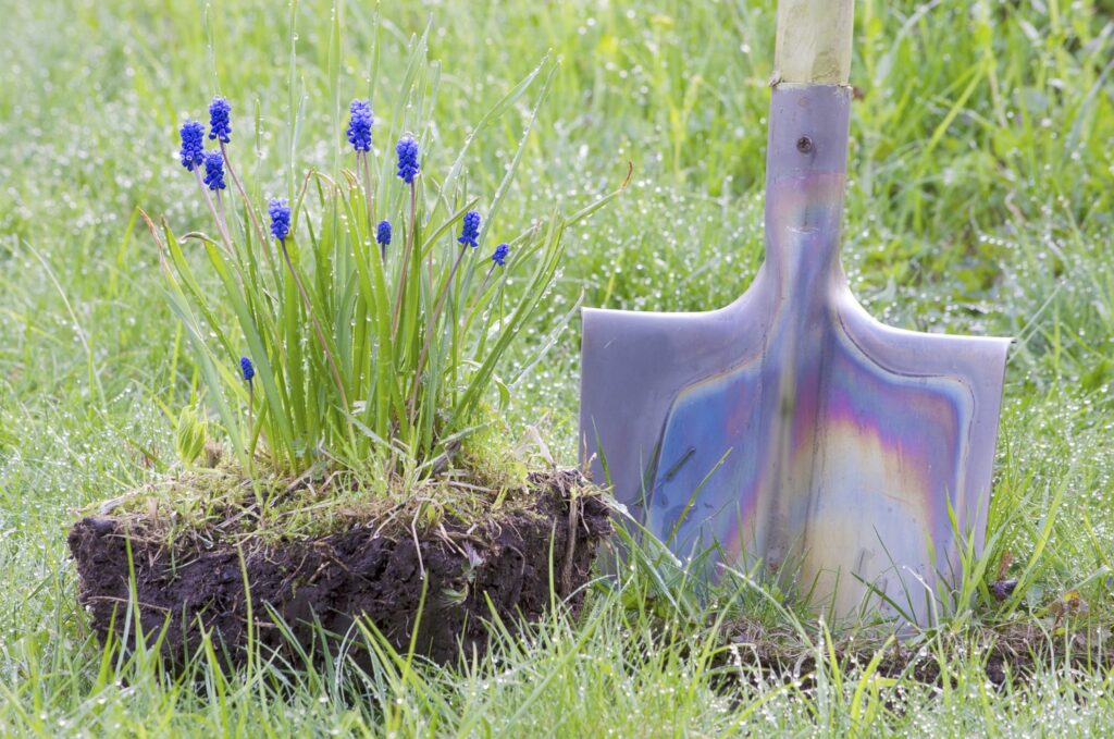 dug up cluster of muscari