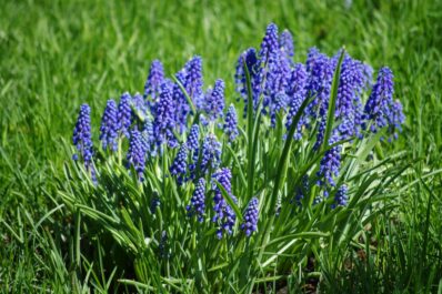 Planting Muscari & caring for its flowers