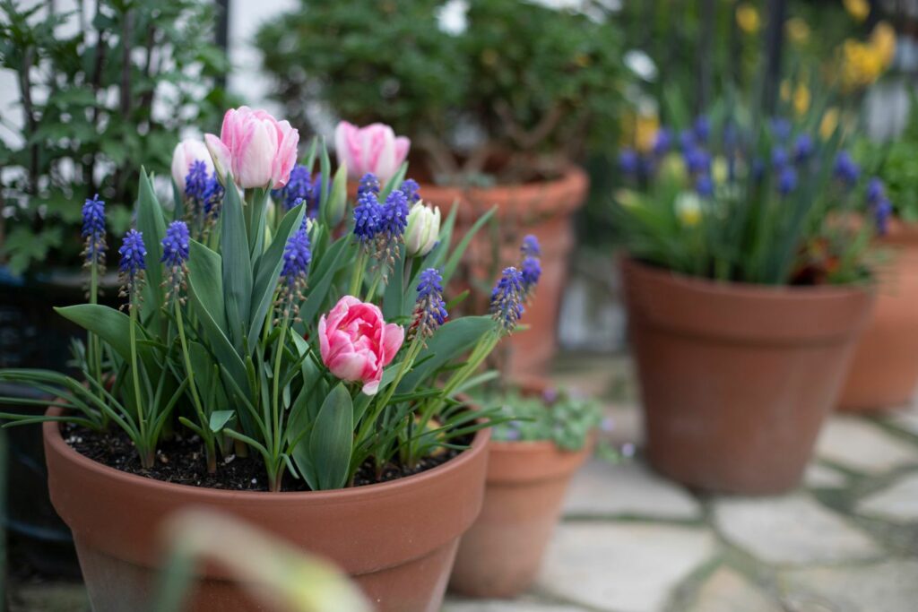 muscari growing with spring flowers