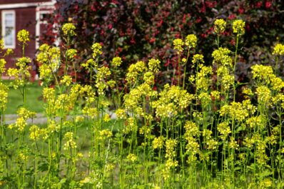 Planting mustard: sowing & mustard as green manure