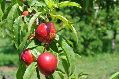Nectarine tree: cultivation, care & harvest