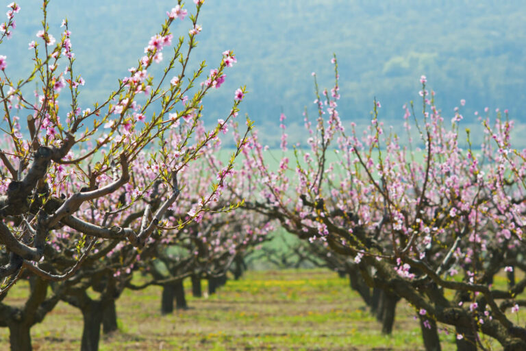 Nectarine tree: cultivation, care & harvest - Plantura