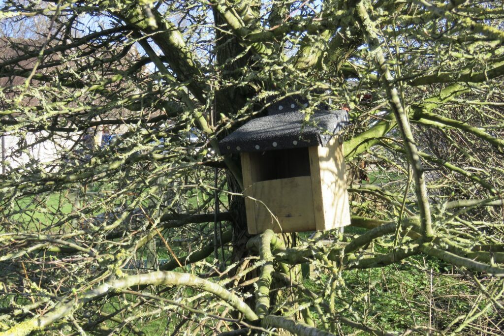 Open-fronted nesting box in tree