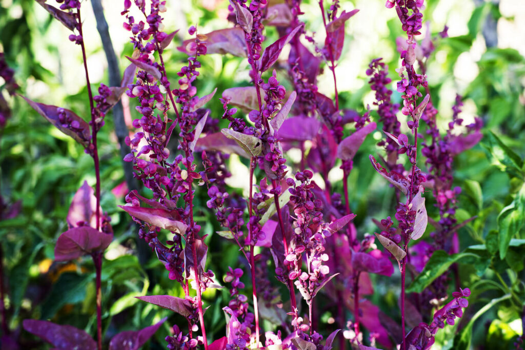 Bright purple flowering orach