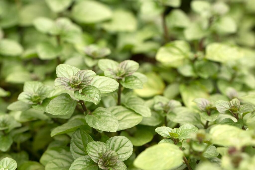 Orange mint plant