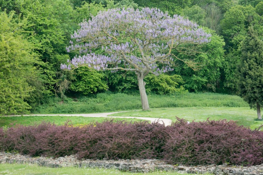 Foxglove tree with purple flowers