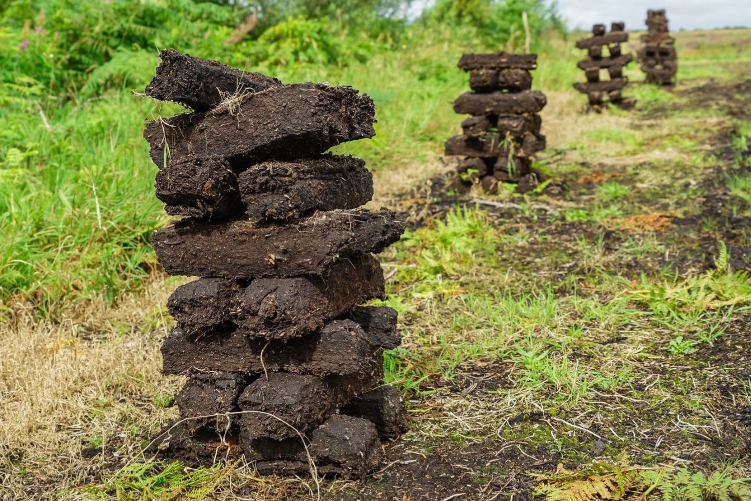 Sphagnum moss structures and soil pore sizes. (a) Sphagnum lawn