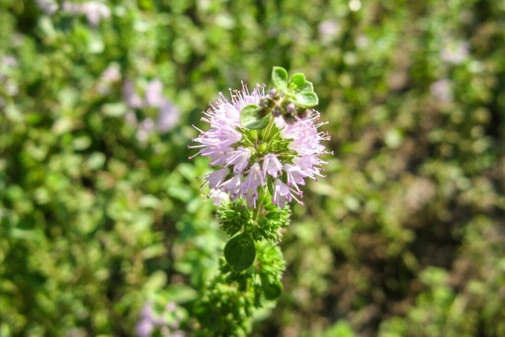 Blossoms of the pennyroyal mint plant