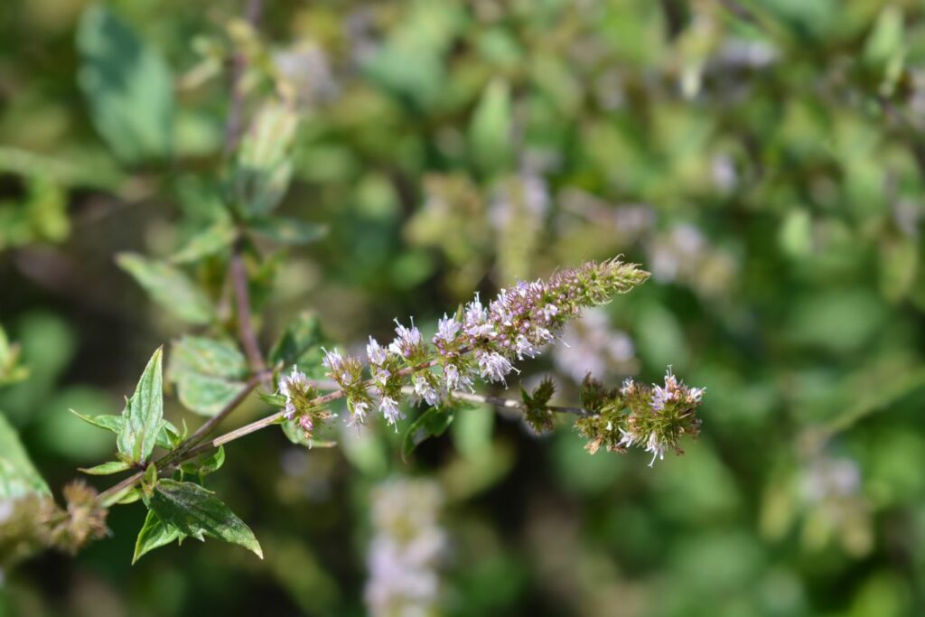 Blossoms of the peppermint plant