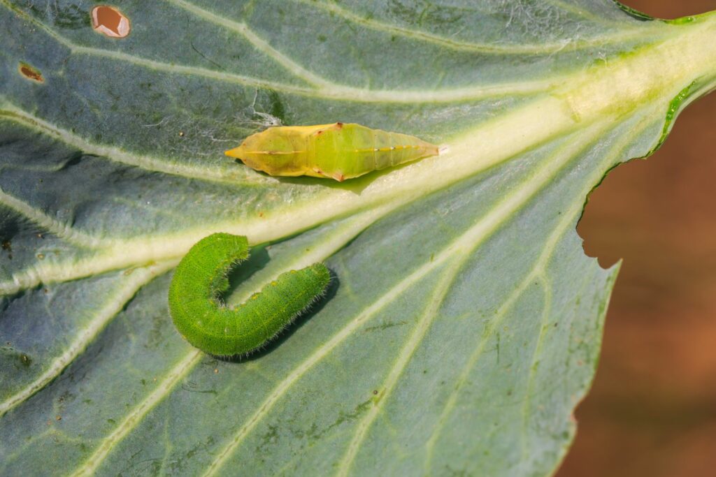 cabbage white butterfly caterpillar