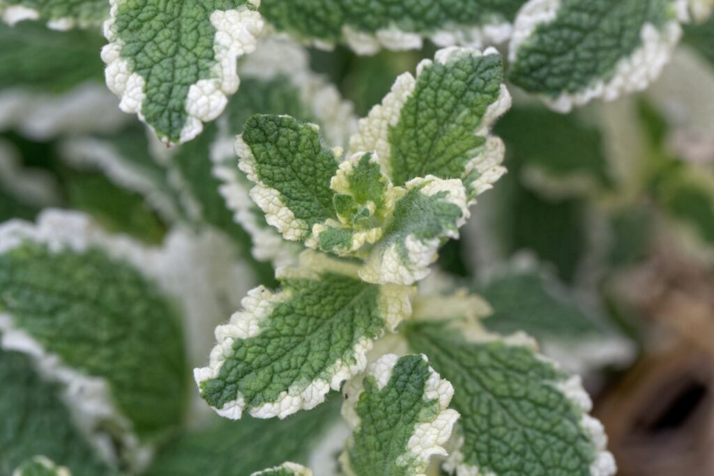 Pineapple mint plant