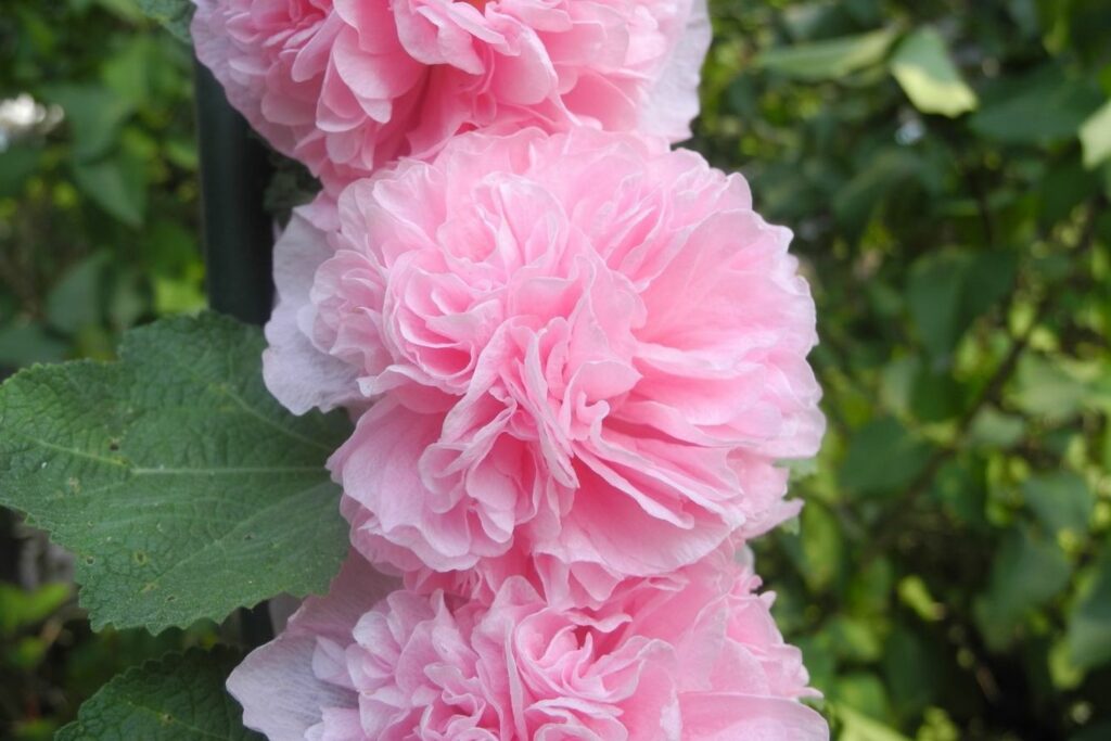 Close-up of pink hollyhock flower