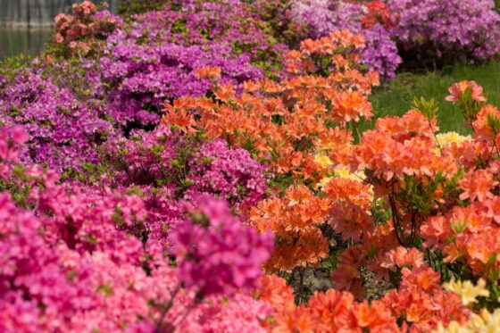 Types of azaleas: the most beautiful azaleas for home & garden