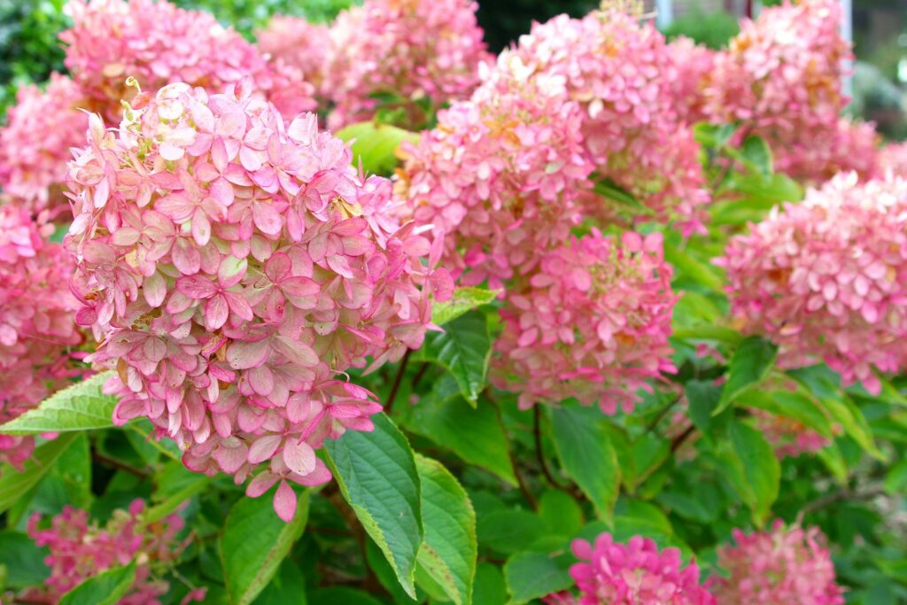 pinky winky hydrangeas in bloom