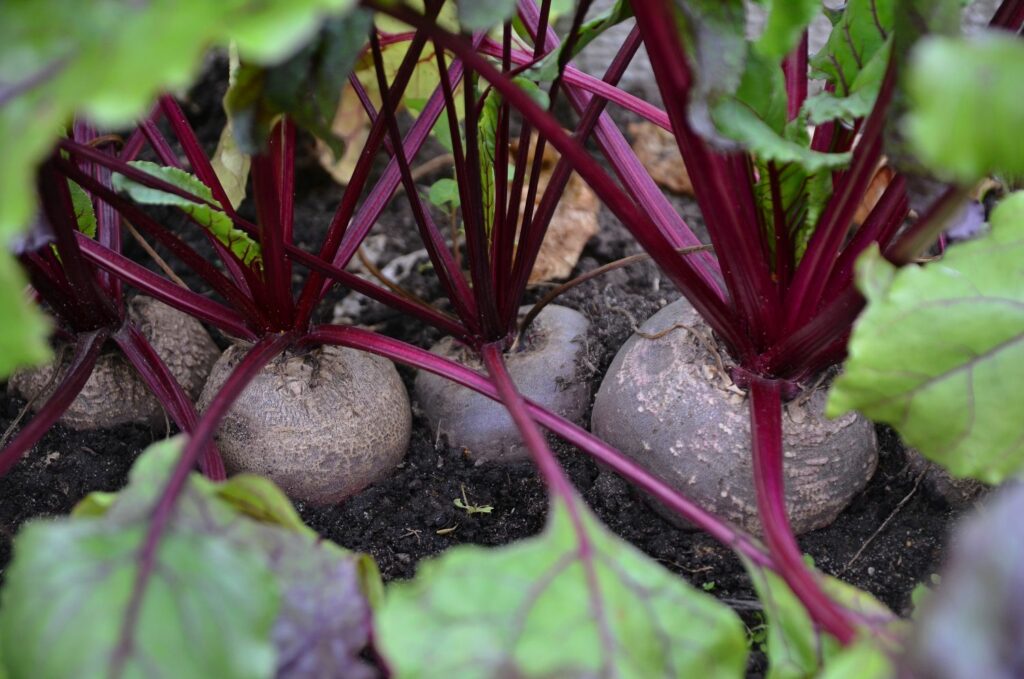 Beetroot planted in a bed