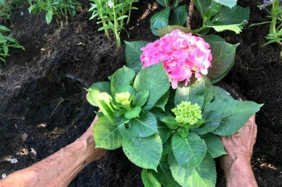 Planting hydrangeas: in pots or garden beds