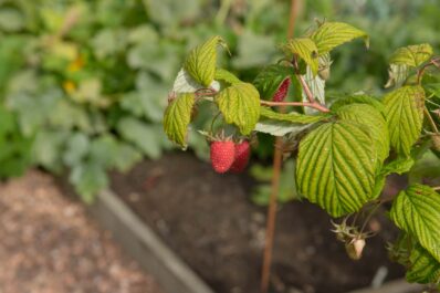 Planting raspberries: when, where & how
