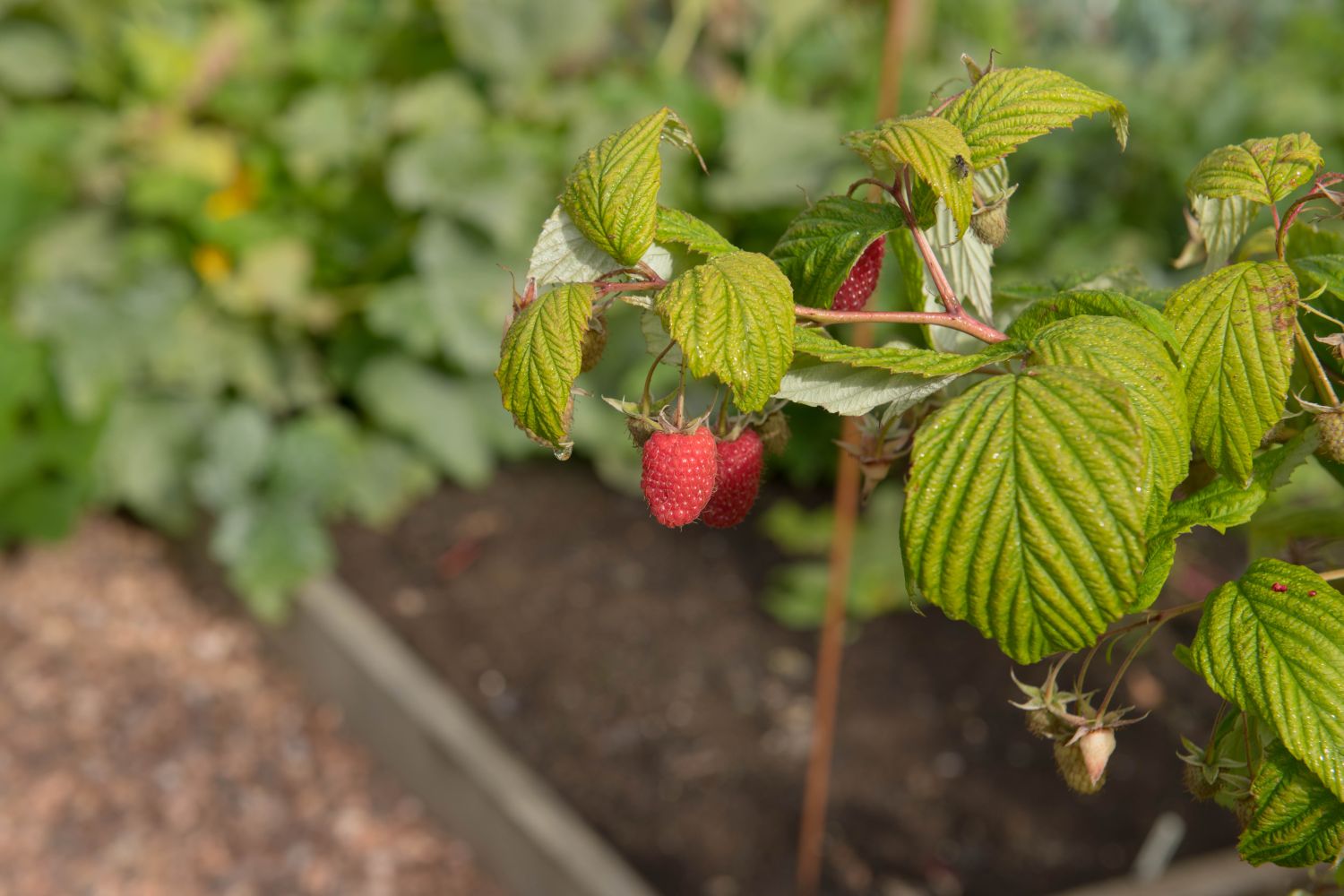 Image of Loosening the roots of a raspberry plant