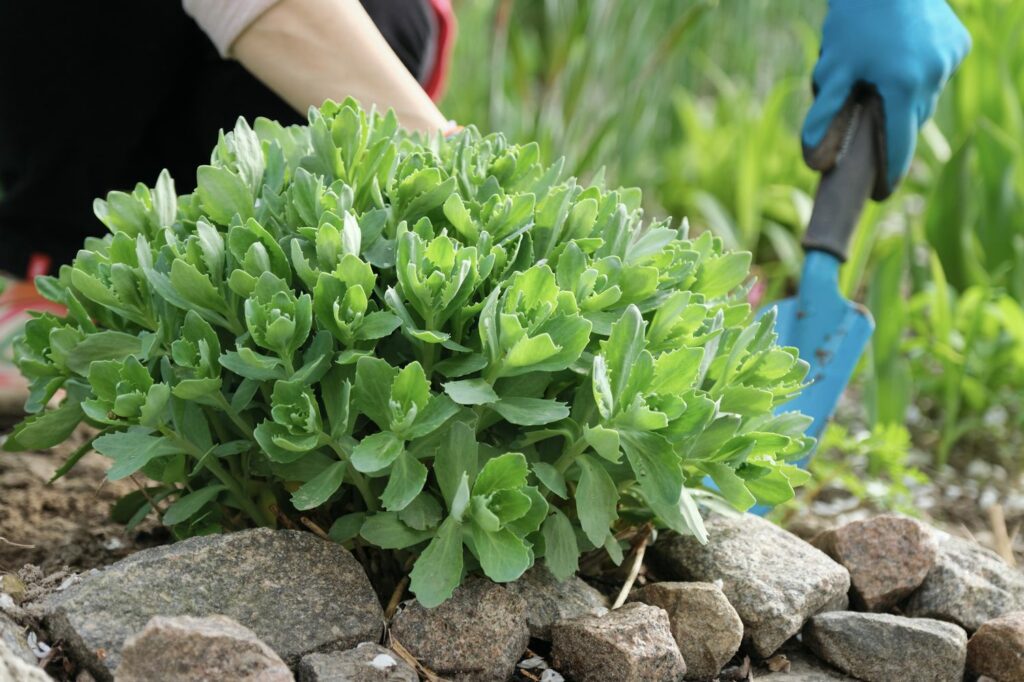 Stonecrop plant without flowers