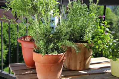 Herbs in pots: tips for planting & care