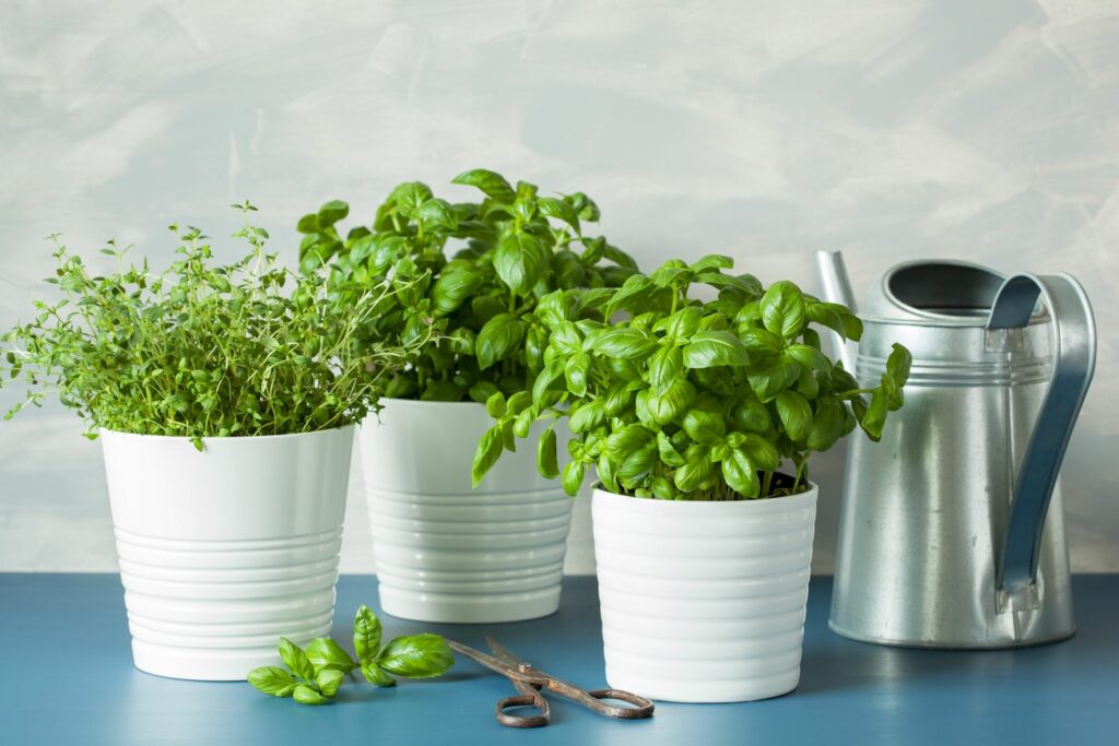 Several herbs in pots indoors