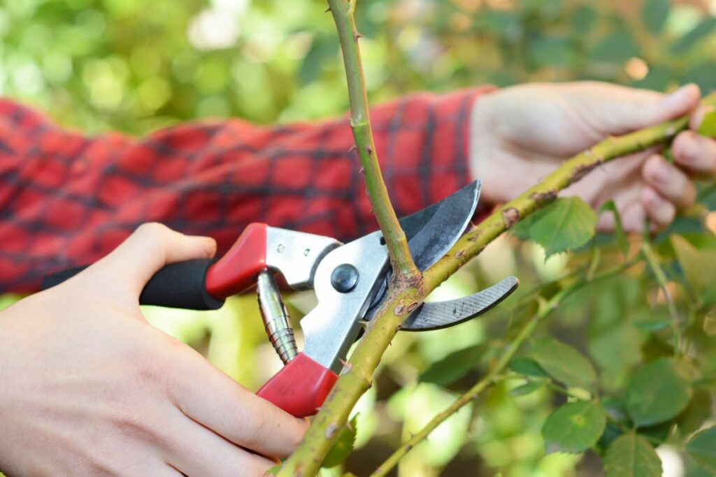 Secateurs used to prune climbing roses