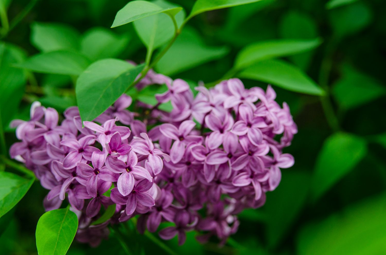 Pruning lilacs when and how? Plantura