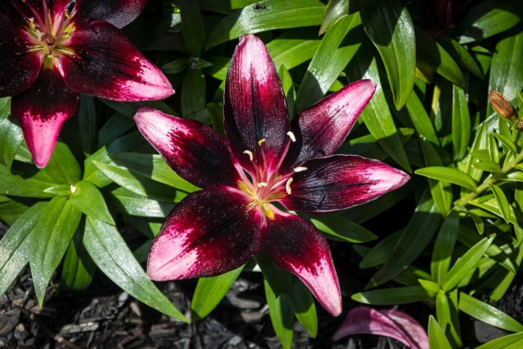 Pink and dark red lily