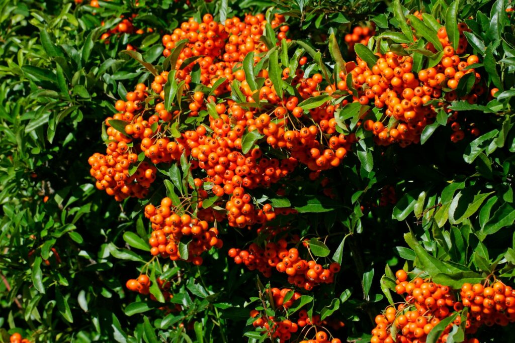 Orange yellowish firethorn fruits