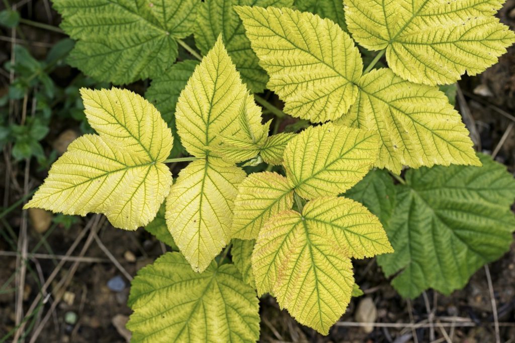 Yellow raspberry foliage on plant