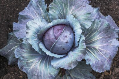 Red cabbage: care, harvest & use