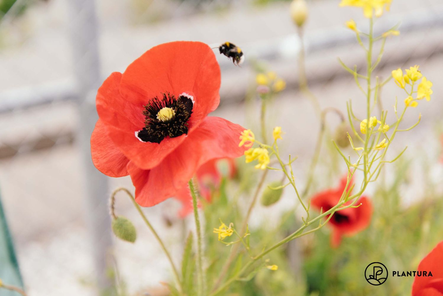 Red poppy: how to Papaver rhoeas -