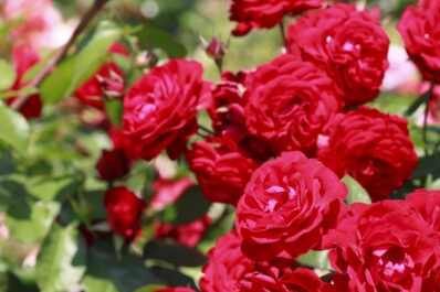 Fragrant roses: the 20 best scented rose varieties