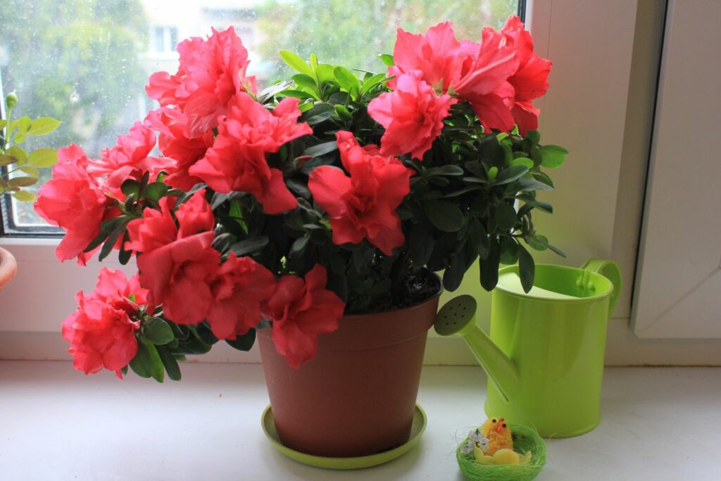 Potted azalea with red flowers