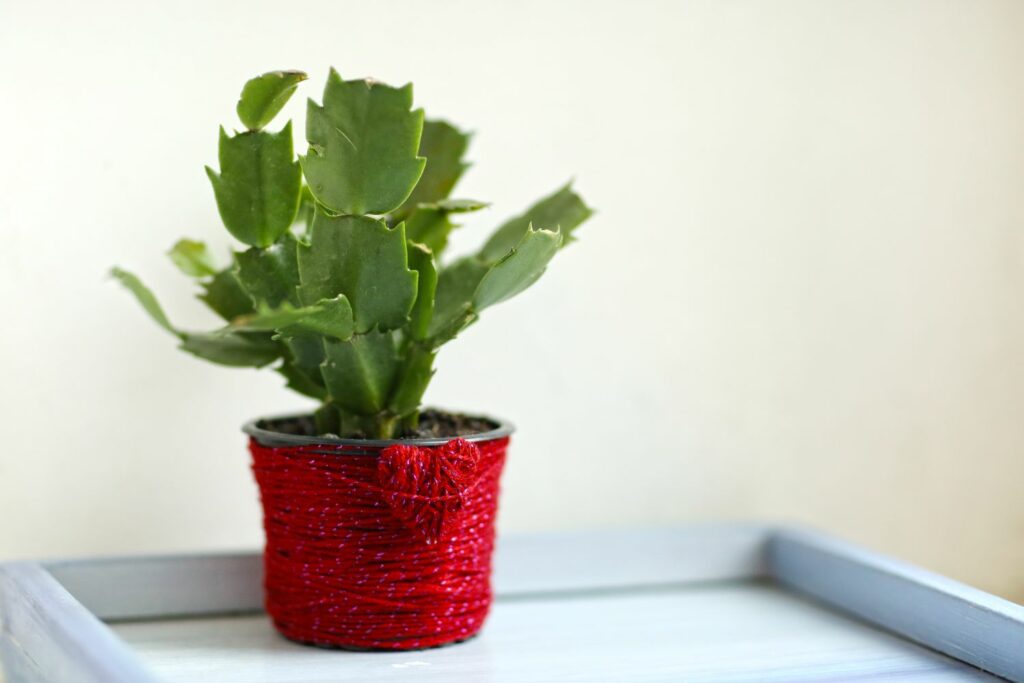 Green Easter cactus in red pot