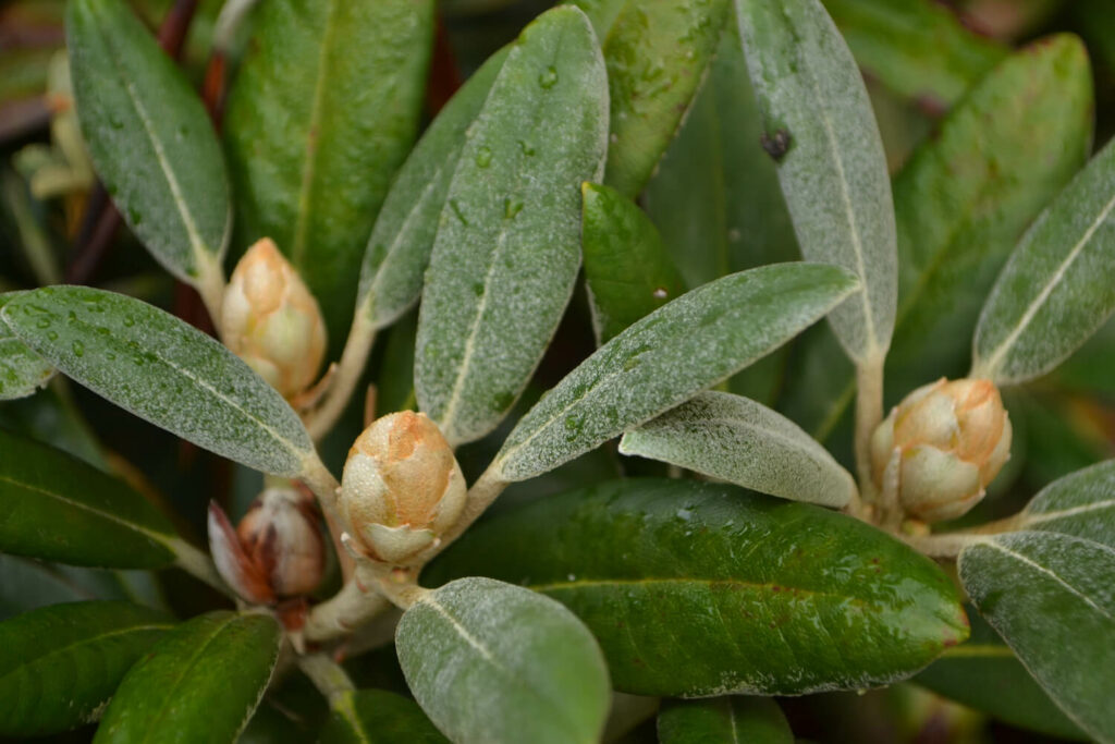 Rhododendron leaves and bud