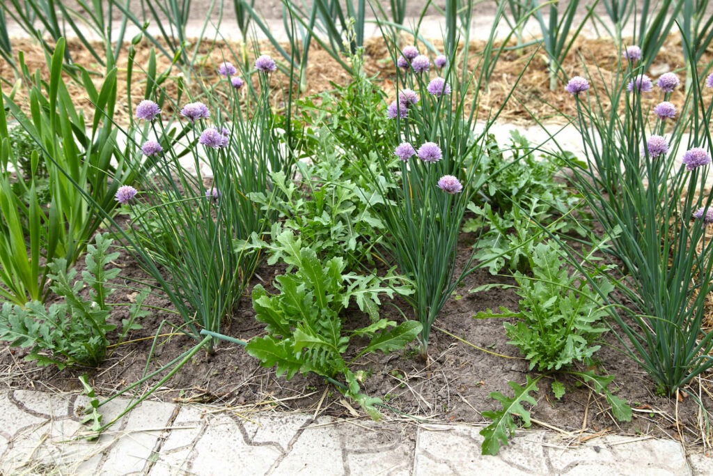 Rocket and chives planted together