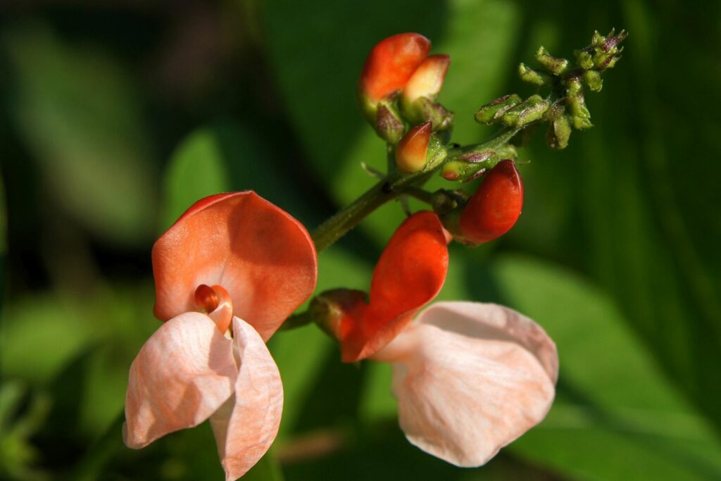 Close-up of orange-peach coloured runner bean flowers