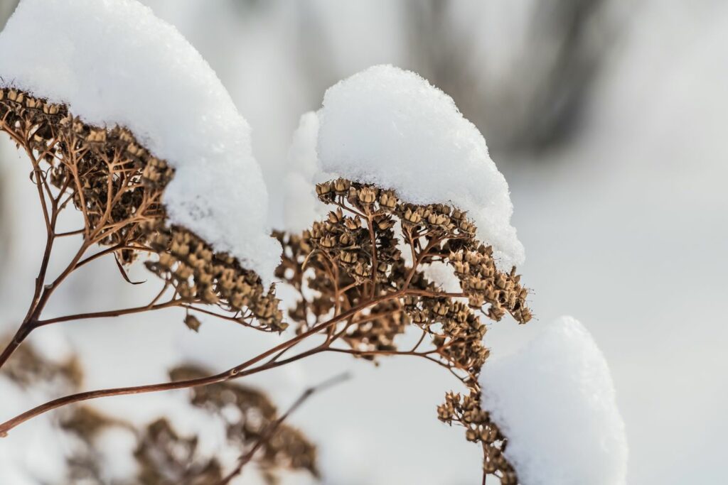 Stonecrop covered in snow 