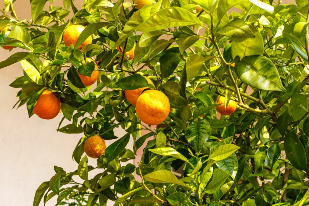 oranges growing